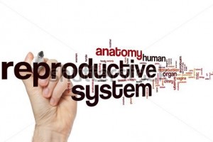 stock-photo-reproductive-system-word-cloud-concept-291671999